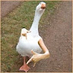 lamarchik