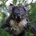 Maty Drop Bear